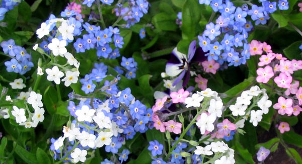 forget-me-not-flowers